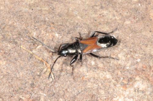 Réf. 235 863 : Pterotmetus staphyliniformis